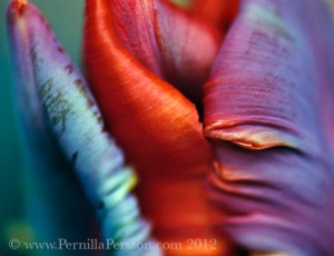 ©Pernilla Persson, "Tulip VIIIr" series Floral Abstractions
