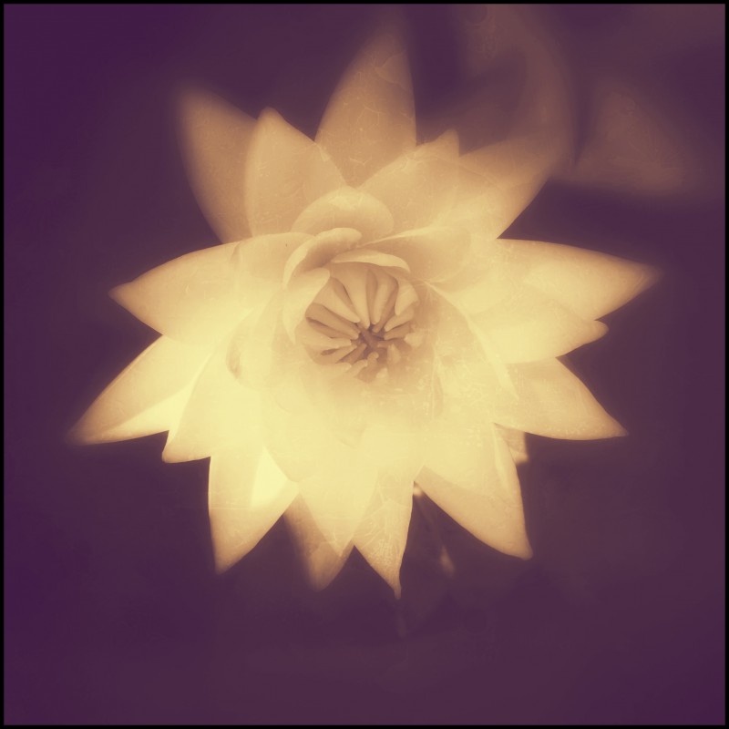 Water Lilly Luminescence ©PernillaPersson 2015 