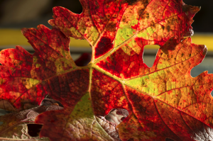 a brisk walk, fresh air & colorful shedding leaves ©PernillaPersson.com