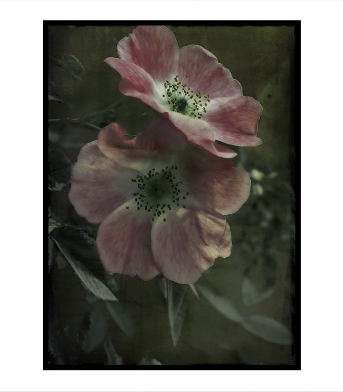 Summer roses | ©PernillaPersson.com